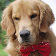 Golden retriever