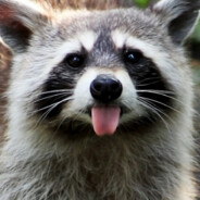 Raccoon