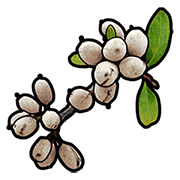 White berry