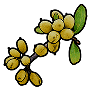 yellow berries