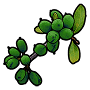 Green berries