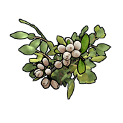 White berries