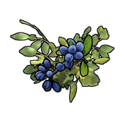 blue berries