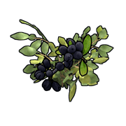 Black berries