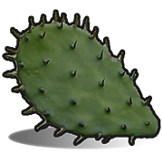 Cactus flesh