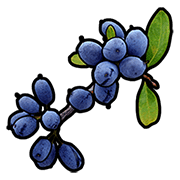 blue berry