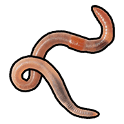 Worm